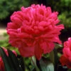 Felix Crousse Peony 1 Felix Crousse Peony -Fast Growing Trees Felix Crousse Peony FGT 600x600 bc6525ef ac09 4cd7 8daa 65a114741091