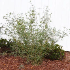 Fernleaf Bamboo -Fast Growing Trees FernleafMultiplexBamboo 1