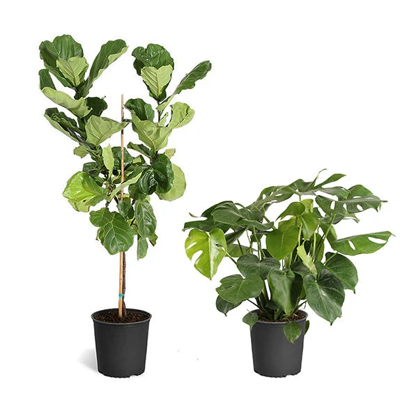 Monstera Deliciosa And Fiddle Leaf Fig Combo 3 Monstera Deliciosa And Fiddle Leaf Fig Combo