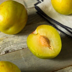 Flavor Queen Pluot® -Fast Growing Trees Flavor Queen Pluot 2