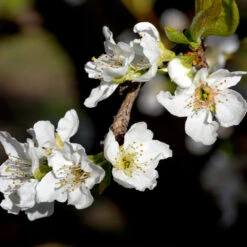 Flavor Queen Pluot® -Fast Growing Trees Flavor Queen Pluot 3