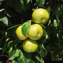 Flavor Queen Pluot® -Fast Growing Trees Flavor Queen Pluot 4