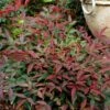 Flirt™ Nandina Shrub -Fast Growing Trees Flirt Nandina FGT 600x600 c6f1b96c ea7c 42fb ad5c 9b651418a0af