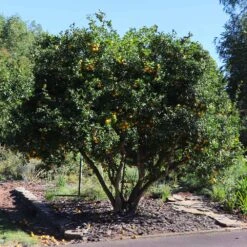 Hardy Orange Tree 'Flying Dragon' -Fast Growing Trees Flying Dragon Trifoliate orange 11 FGT