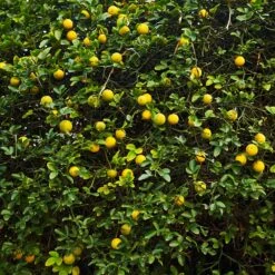 Hardy Orange Tree 'Flying Dragon' -Fast Growing Trees Flying Dragon Trifoliate orange 2