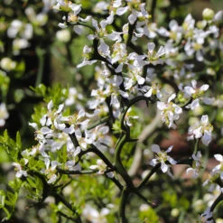 Hardy Orange Tree 'Flying Dragon' -Fast Growing Trees Flying Dragon Trifoliate orange 3 FGT