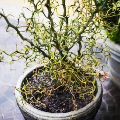 Hardy Orange Tree 'Flying Dragon' -Fast Growing Trees Flying Dragon Trifoliate orange 7