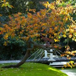 Forest Pansy Redbud -Fast Growing Trees Forest Pansy Redbud 2