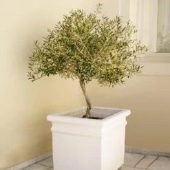 Frantoio Olive Tree -Fast Growing Trees Frantoio Olive FGT