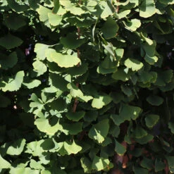 Goldspire™ Ginkgo Tree -Fast Growing Trees GOldspire Ginkgo Tree 8