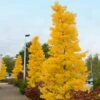 Goldspire™ Ginkgo Tree -Fast Growing Trees GOldspire Ginkgo Tree FGT 600x600 7823bbd2 a0a0 4e3e 97ee 180c7afa68ba