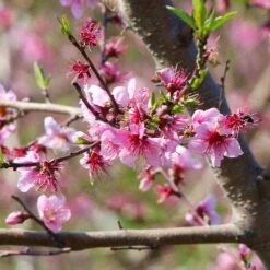 Galaxy Peach Tree -Fast Growing Trees Galaxy Peach Tree 1