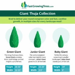 Junior Giant Thuja Tree -Fast Growing Trees GiantThujaCollectionGraphic 46da212d 75c4 4b15 9d43 0f7dc11664cd