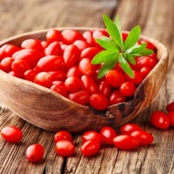 Goji Berry -Fast Growing Trees Goji Berry 4