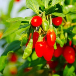 Goji Berry -Fast Growing Trees Goji Berry 6