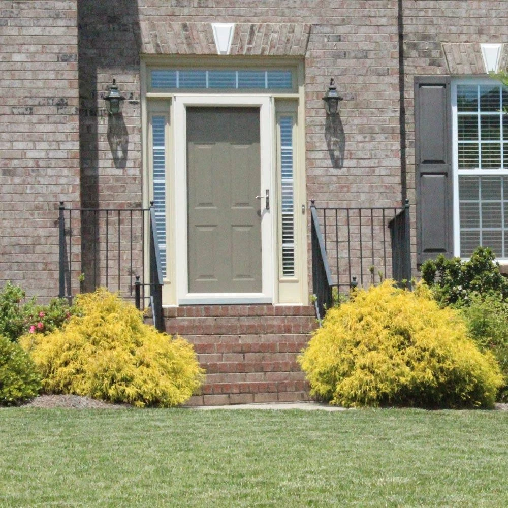 Gold Mop Cypress 6 Gold Mop Cypress - Image 4