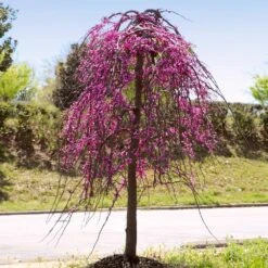 Golden Falls® Redbud Tree 11 Golden Falls® Redbud Tree -Fast Growing Trees Golden Falls Redbud 4