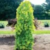 Golden Falls® Redbud Tree 2 Golden Falls® Redbud Tree -Fast Growing Trees Golden Falls Redbud 600x600 a882b66d db87 4959 aab9 4e0f0c68ac07