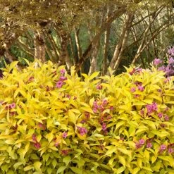 Golden Jackpot® Weigela Shrub -Fast Growing Trees Golden jackpot Weigela 3