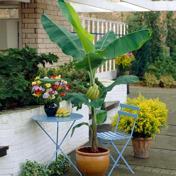 Grand Nain 'Naine' Banana Tree 3 Grand Nain 'Naine' Banana Tree