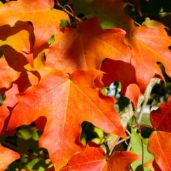 Green Mountain Sugar Maple Tree -Fast Growing Trees Green Mountain Sugar Maple 2