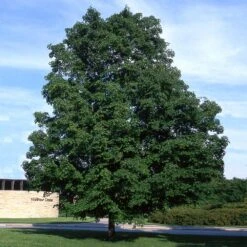 Green Mountain Sugar Maple Tree -Fast Growing Trees Green Mountain Sugar Maple 4