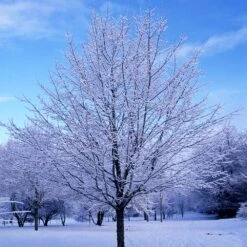 Green Mountain Sugar Maple Tree -Fast Growing Trees Green Mountain Sugar Maple 5