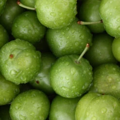 Green Gage Plum -Fast Growing Trees Green Gage Plum 4