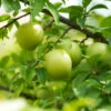 Green Gage Plum -Fast Growing Trees Green Gage Plum 600x600 f3677a03 8f2c 4aed a91d 6b51be46e619