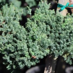 Green Mound Juniper Topiary -Fast Growing Trees Green Mound JUniper 3 FGT 95b457e9 9712 4329 b324 05ec99fb2809