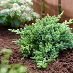Green Mound Juniper -Fast Growing Trees Green Mound Juniper 3 FGT
