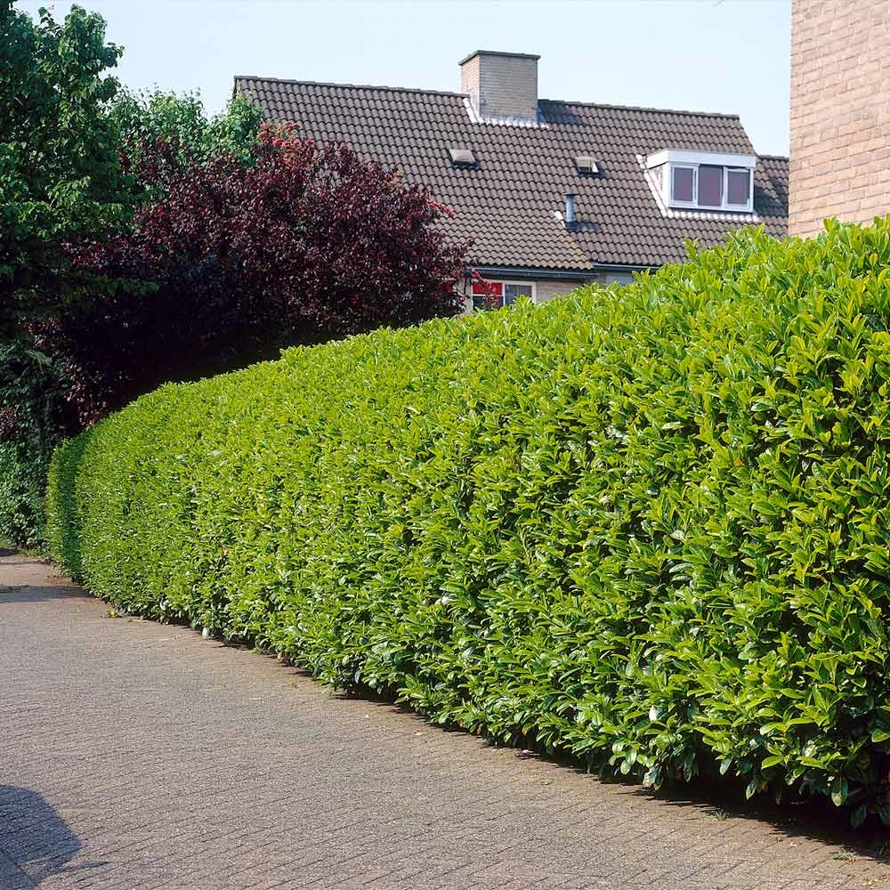 Greenfinity Cherry Laurel 6 Greenfinity Cherry Laurel - Image 4