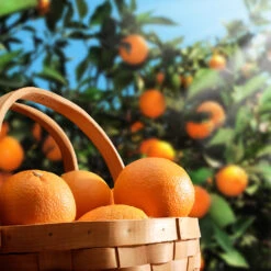 Hamlin Sweet Orange Tree -Fast Growing Trees Hamlin Orange 1