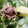 Hardy Pecan -Fast Growing Trees Hardy pecan FGT 600x600 e00b4782 e4b1 41dd a9a1 1a9a9e073bb8