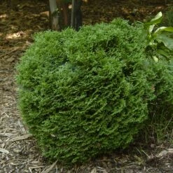 Hetz Midget Thuja Shrub -Fast Growing Trees Hetz Midget Thuja 1