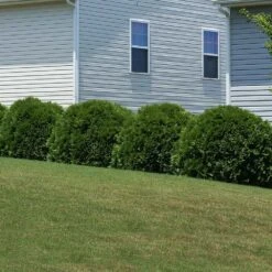 Hetz Midget Thuja Shrub -Fast Growing Trees Hetz Midget Thuja 6