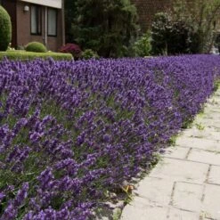 Hidcote Purple Lavender Plant 9 Hidcote Purple Lavender Plant -Fast Growing Trees Hidcote Lavender 4 FGT