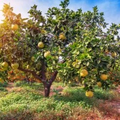 Hirado Pummelo Tree -Fast Growing Trees Hirado Pummelo 1