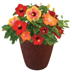 Bloom Bash® Hollywood® Hibiscus 10 Bloom Bash® Hollywood® Hibiscus -Fast Growing Trees Hollywood Hibiscu BLoom Bash 1