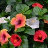Bloom Bash® Hollywood® Hibiscus -Fast Growing Trees Hollywood Hibiscu BLoom Bash 3