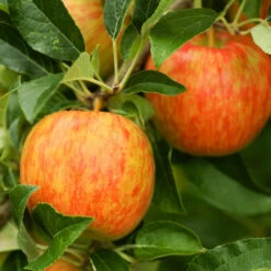 Honeycrisp™ & Sweet Sixteen Twisted Apple Tree -Fast Growing Trees Honeycrisp Apple 1 FGT efb35668 b4ca 45ab bd02 64faf523a0bc