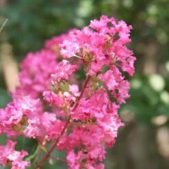 Hopi Crape Myrtle -Fast Growing Trees Hopi Crape Myrtle 1