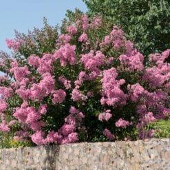 Hopi Crape Myrtle -Fast Growing Trees Hopi Crape Myrtle 5