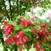 Hot Wings® Maple Tree