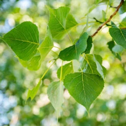 Superior Hybrid Poplar Tree -Fast Growing Trees Hybrid Poplar 1