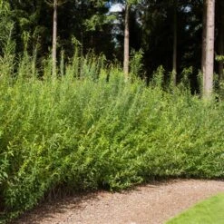 Willow Hybrid Tree -Fast Growing Trees Hybrid Willow 1