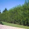 Willow Hybrid Tree -Fast Growing Trees Hybrid Willow 2