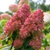 Fire Light® Hydrangea Shrub -Fast Growing Trees Hydrangea FIrelight FGT 600x600 fee6326c d7e3 40ef 9e05 bc9d50177a56