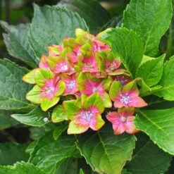 Pistachio Hydrangea Shrub -Fast Growing Trees Hydrangea Pistachio 3