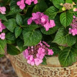 Endless Summer® Pop Star® Bigleaf Hydrangea -Fast Growing Trees Hydrangea Pop Star 1